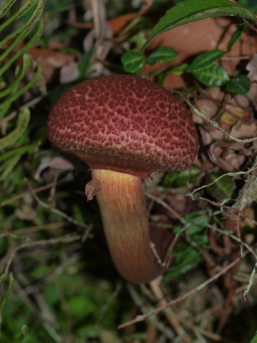 茸_c0116915_23372612.jpg