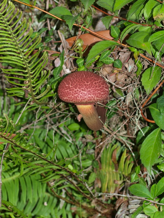 茸_c0116915_23374231.jpg