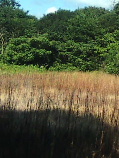 e0094315_17193795.jpg