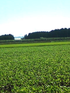 e0094315_17193799.jpg