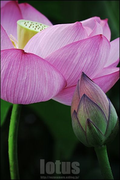 蓮の花_f0100215_2345683.jpg