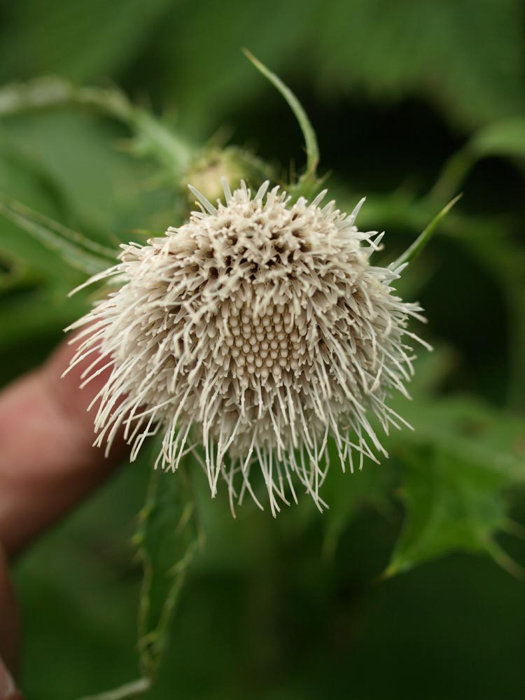 薊～の花～♪_c0145418_19281575.jpg