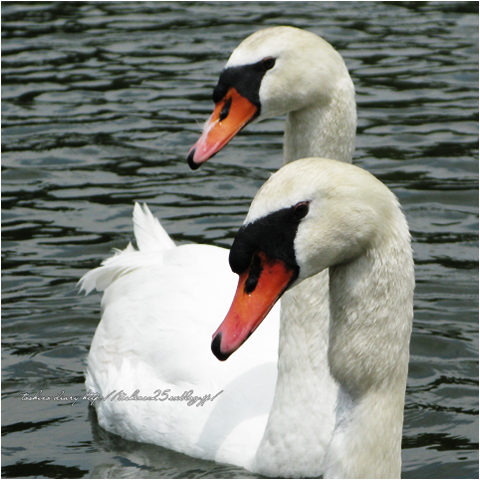 Swan_c0174120_22445016.jpg