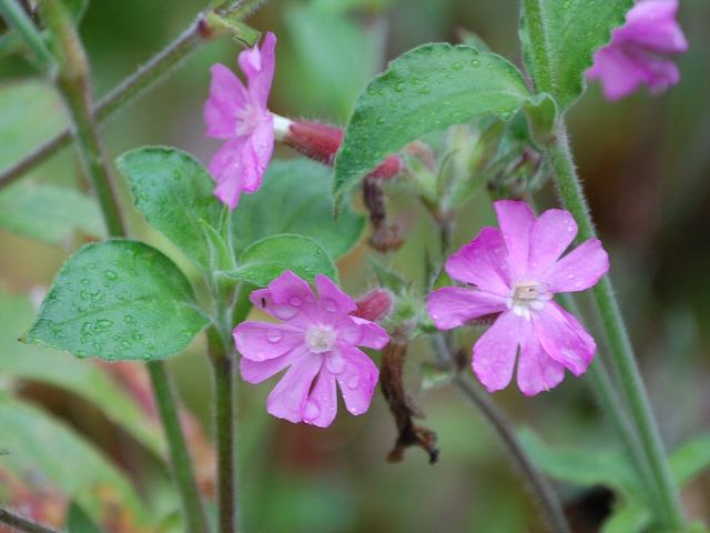 曙仙翁 アケボノセンノウ 花の仲間調べ