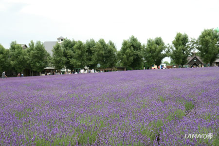 c0024729_11315044.jpg