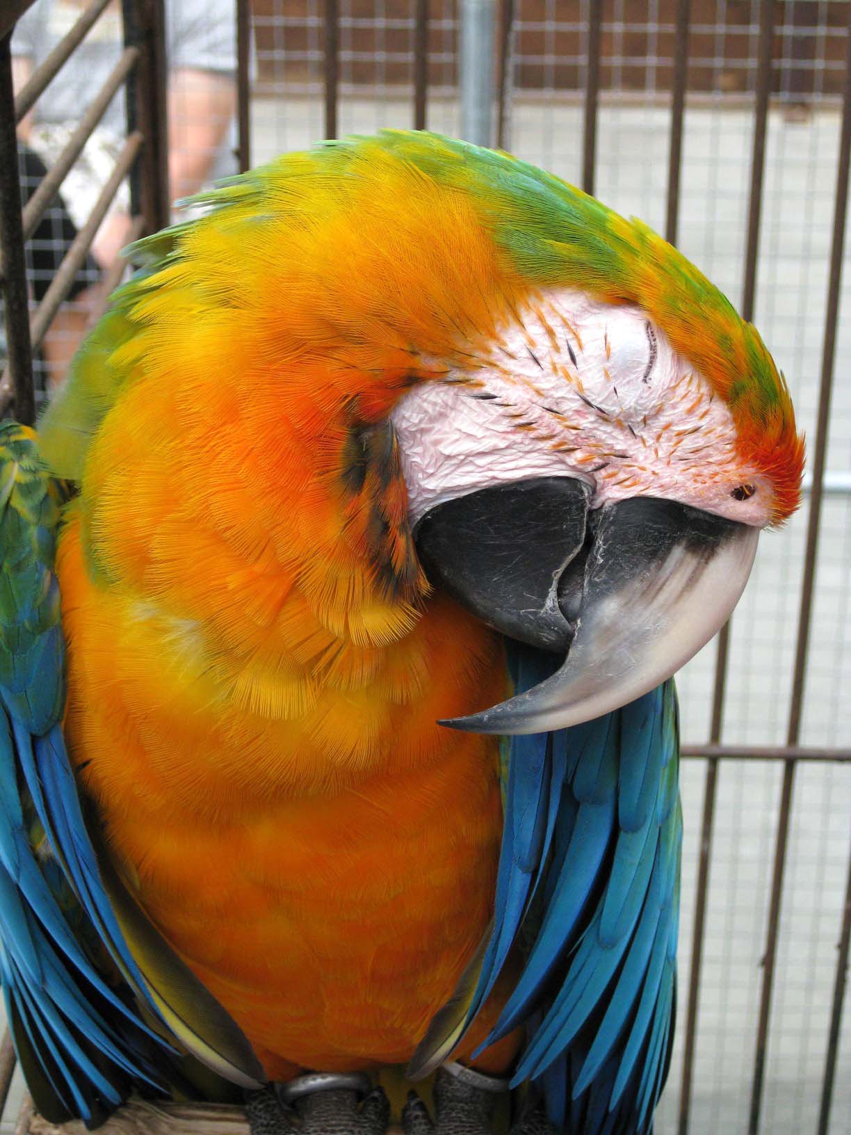 掛川花鳥園 スズメッキ 掛川花鳥園 スズメッキ