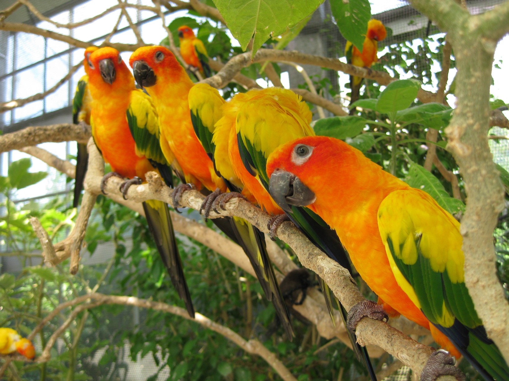 掛川花鳥園 スズメッキ 掛川花鳥園 スズメッキ