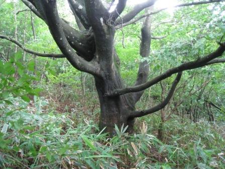 佐賀側から　猟師岩山～西山～小爪峠登山口_c0077338_8511546.jpg