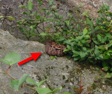 佐賀側から　猟師岩山～西山～小爪峠登山口_c0077338_8562150.jpg