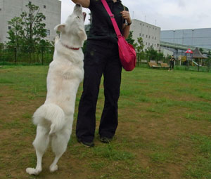 a0117039_23532557.jpg