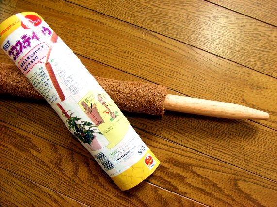 モンステラのヘゴづけに挑戦 たのしい園芸