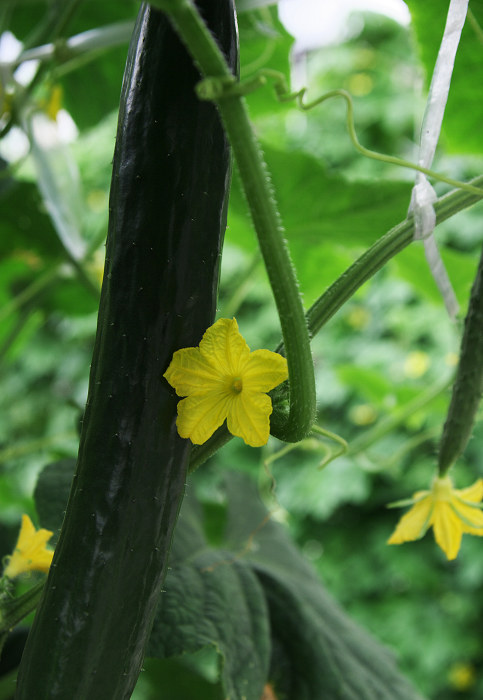 野菜たちの花(久御山町)_f0155048_062432.jpg