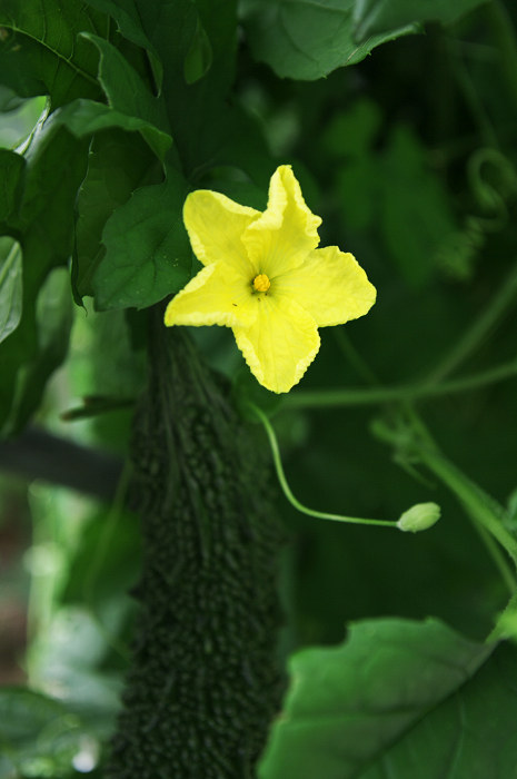 野菜たちの花(久御山町)_f0155048_071142.jpg