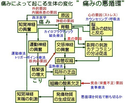 慢性痛と痛みの悪循環 ホロス加藤 札幌 カイロ トリガーポイント 慢性痛と痛みの悪循環 ホロス加藤 札幌 カイロ トリガーポイント
