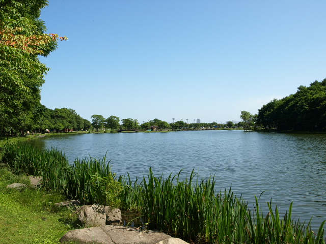 金太郎の池(夏)_d0153062_91669.jpg