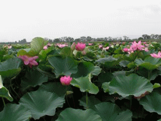 b0120968_1155450.gif