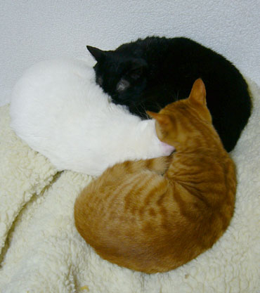 ねこのうた_a0115684_19242762.jpg