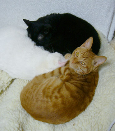 ねこのうた_a0115684_1924552.jpg