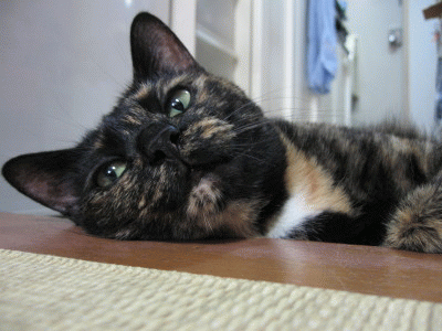 f0091785_1942192.gif