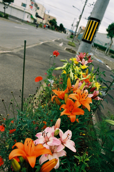 e0051186_2011848.jpg