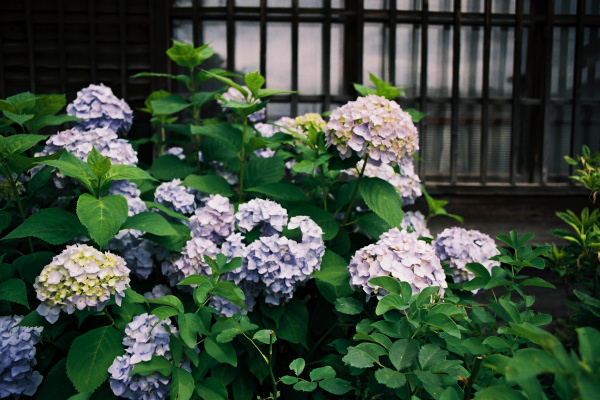 e0051186_2015387.jpg