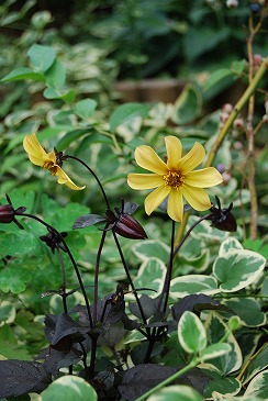 c0124100_18562762.jpg