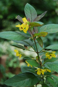 c0124100_18564459.jpg