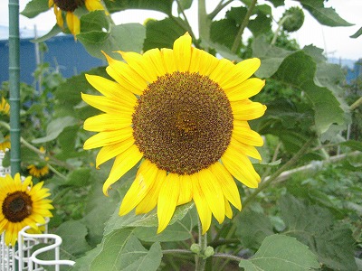 e0058913_7322381.jpg