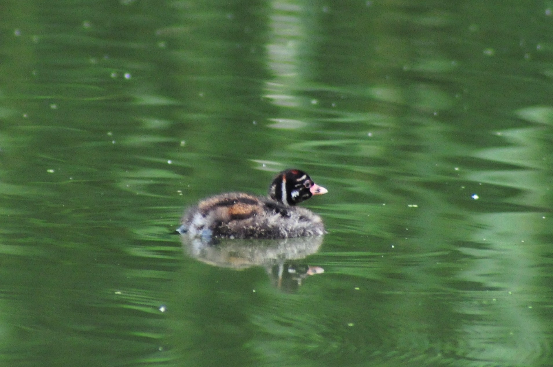 カイツブリの親子_f0133213_9404119.jpg