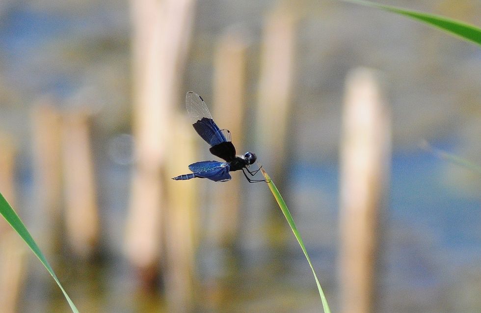 チョウトンボ・・虹色に輝く蝶蜻蛉 : 『私のデジタル写真眼』