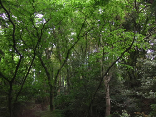 梅雨末期の森のなかで_c0048132_1084163.jpg