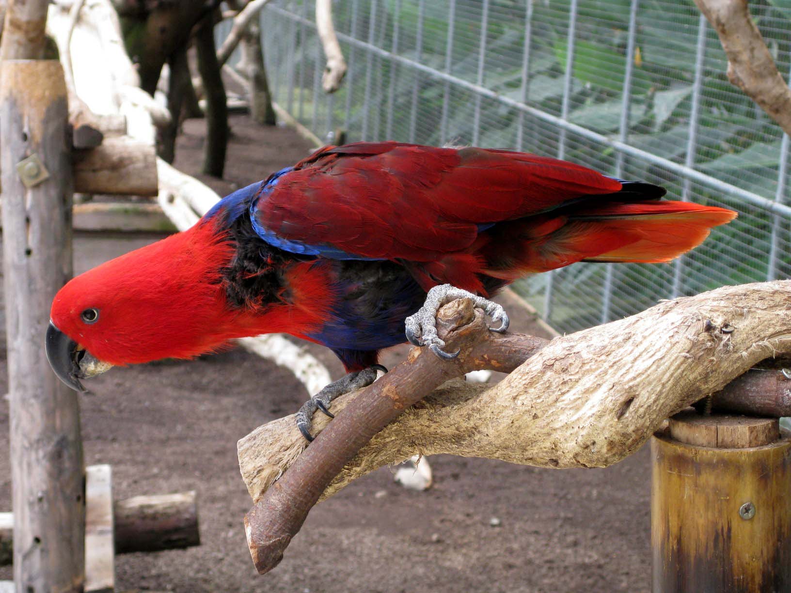 掛川花鳥園 スズメッキ 掛川花鳥園 スズメッキ