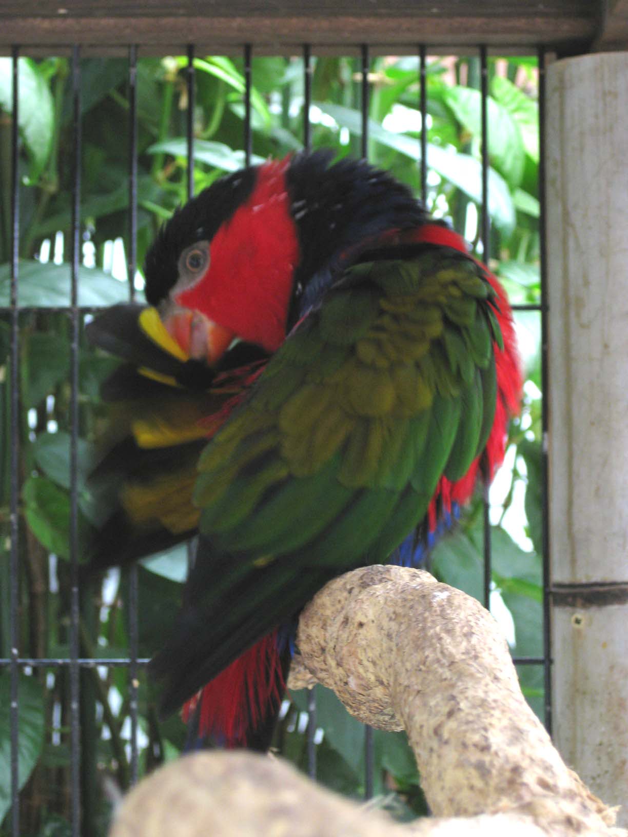 掛川花鳥園 スズメッキ 掛川花鳥園 スズメッキ