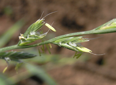 ネズミムギの開花 Italian ryegrass_f0206939_21365273.jpg