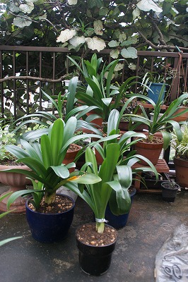 遅い君子蘭の植え替え 初老学事始