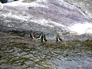 伊豆の海_f0196455_14485450.jpg