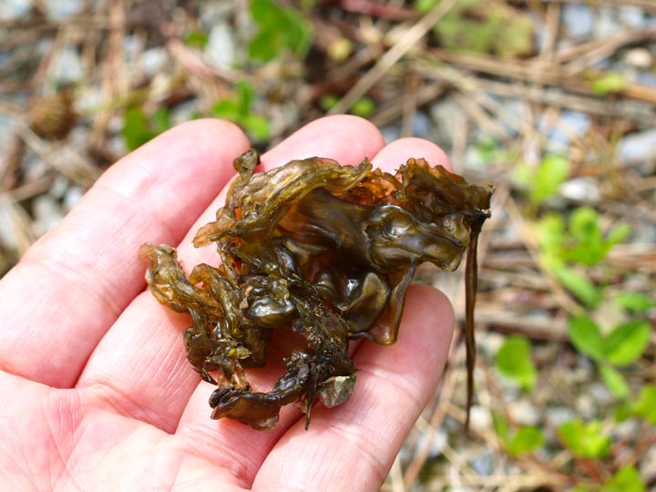 イシクラゲ　原核生物　陸生らん藻類　ネンジュモ属_e0039759_028289.jpg