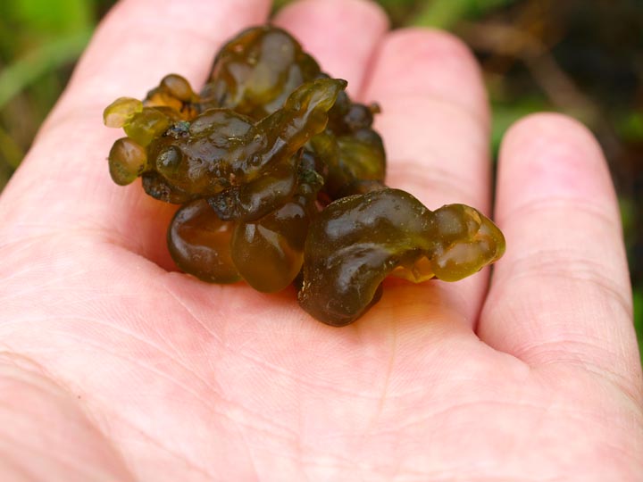 イシクラゲ　原核生物　陸生らん藻類　ネンジュモ属_e0039759_0295289.jpg