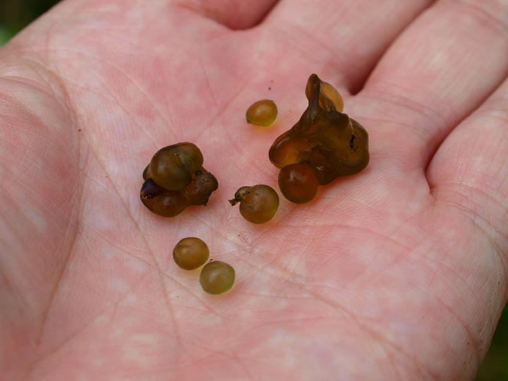 イシクラゲ　原核生物　陸生らん藻類　ネンジュモ属_e0039759_0302158.jpg