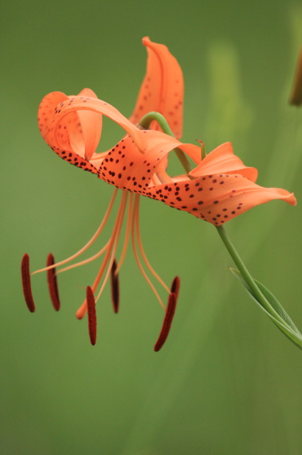 野草園の花々　③_c0148777_20355312.jpg