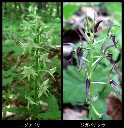 f0083977_828511.jpg