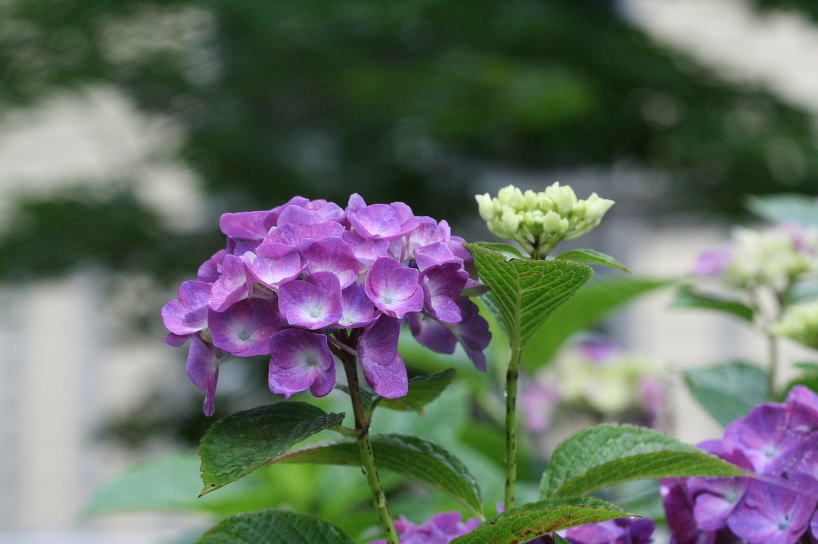 雨上がり　我が家の紫陽花　　7/19_c0112479_21193824.jpg