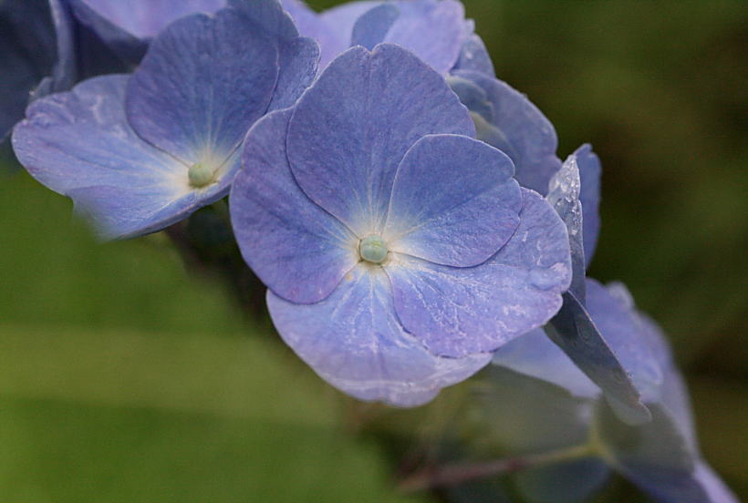 雨上がりの紫陽花　_c0112479_7442554.jpg