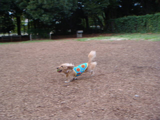 d0098295_17275762.jpg