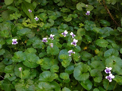 a0123003_1622691.jpg