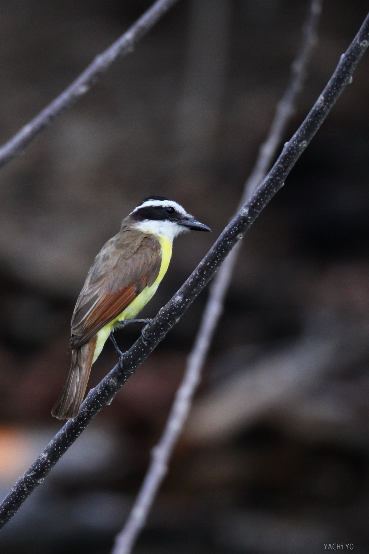 Great Kiskadee ii_b0088514_2345234.jpg