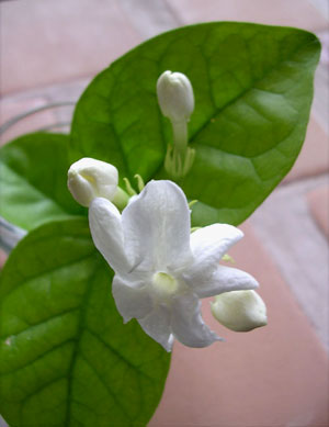 f0036716_03492.jpg