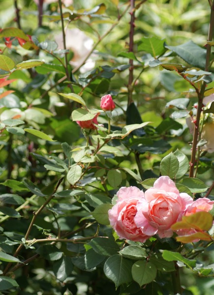 f0170524_1236255.jpg