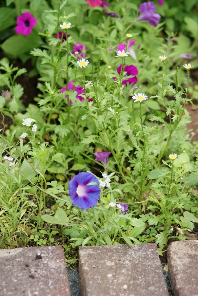 f0170524_12445161.jpg