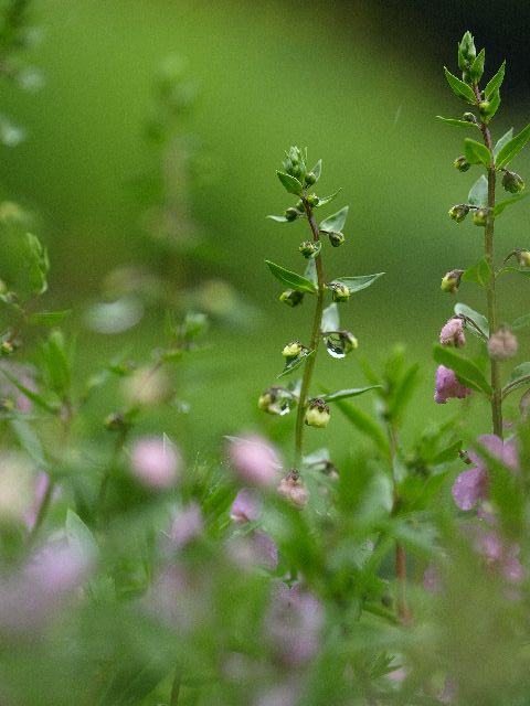 雨に濡れて_e0173428_2345994.jpg